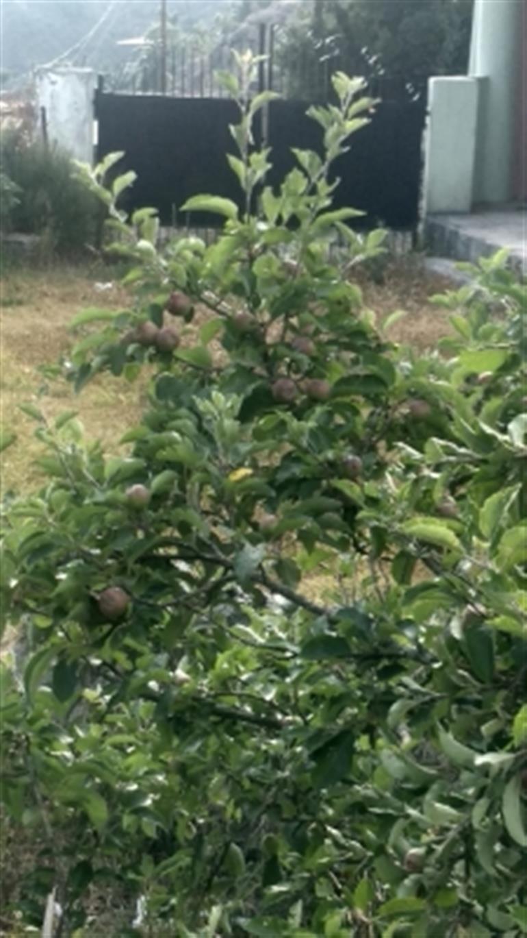 Thieves steal 400 high density apple trees of physically challenged farmer in J&K’s Shopian