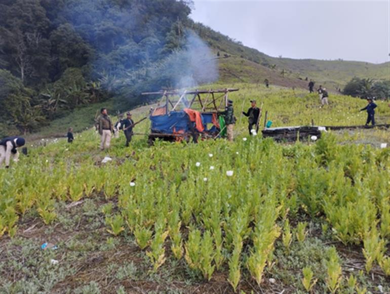 मणिपुर में 4 उग्रवादी गिरफ्तार; 41 एकड़ अवैध अफीम की खेती नष्ट