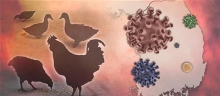 Bird flu viruses can resist fever, increase threat to humans: Study