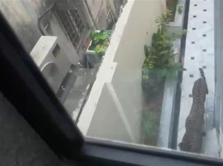 जयपुर में फिर देखा गया तेंदुआ; वन अधिकारियों की तलाश जारी, स्थानीय लोग दहशत में