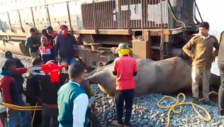 राजधानी एक्सप्रेस की टक्कर से सात हाथियों की मौत के बाद असम में ट्रेन सेवाएं बाधित