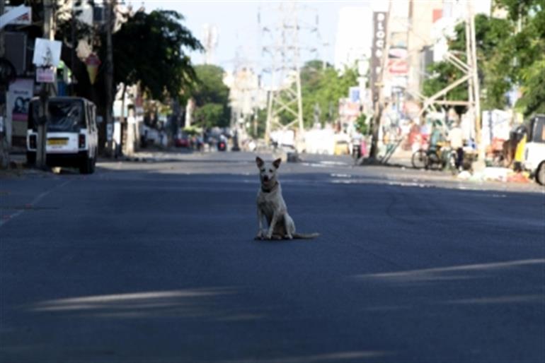 कर्नाटक के कलबुर्गी में आवारा कुत्ते के हमले में पांच बच्चे घायल